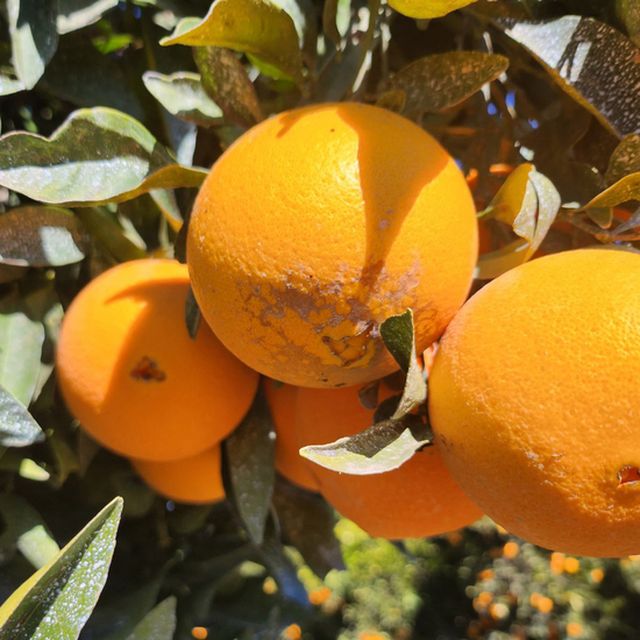 엠파크 캘리포니아 야생 오렌지 10kg(최대 45과)