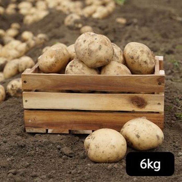김제 지평선 햇 감자 특등급 3kg+3kg(총 6kg)