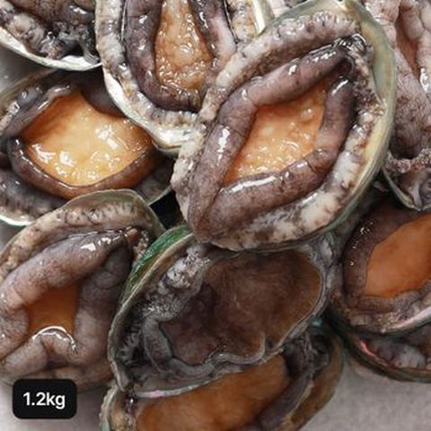 완도 한입활전복 1.2kg(35~45미)