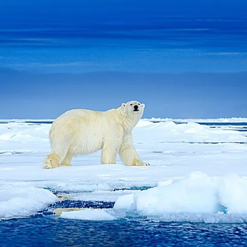 참좋은여행 북극탐험 13일 비즈니스 패키지