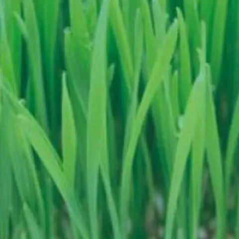 기타 고품질 새싹전용 새싹 밀 야채 채소 종자 씨앗 키우기 600g 종자판매 종묘사 씨앗판매 채소씨 WFGYTQM