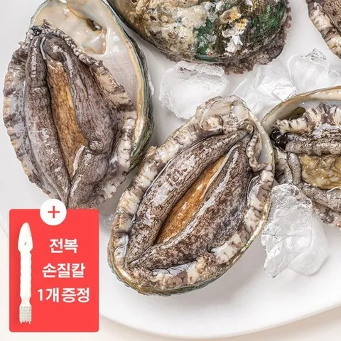 바다마을 완도 활전복 특대 20미 1.6kg + 전복 손질 도구