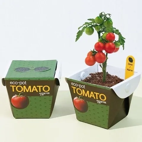 셀러허브 패션 [QNTS788Z_56]거실화분인테리어 화분 방울토마토 세트