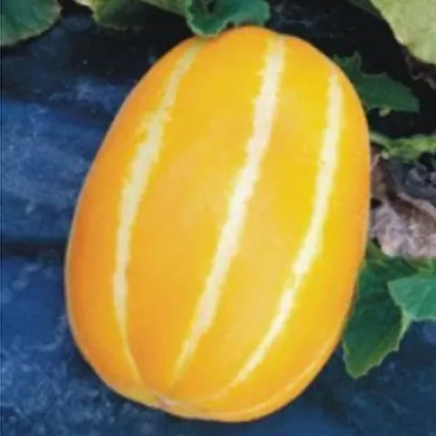 셀러허브 1 [RGK992S6]과일 하니 꿀 참외 키우기 채소 씨앗 종자 씨앗