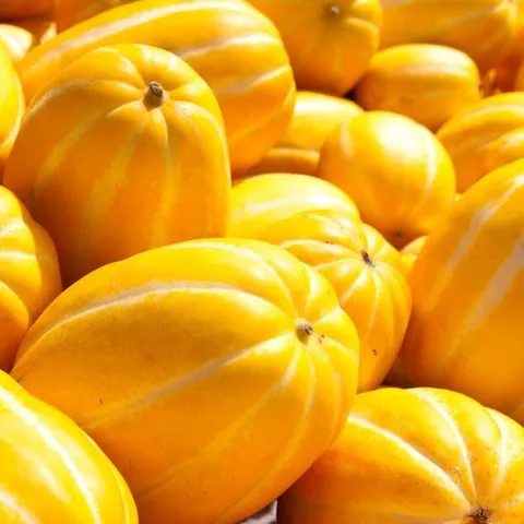 기타 [정품] 성주 참외 1.5kg (중/6-7과) 개당 200g이상