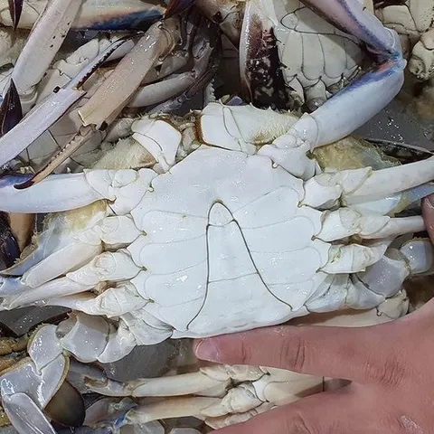 셀러허브 식품 연평도 활 숫 꽃게 5kg 15-30미 생물꽃게 햇꽃게 활꽃게 활 수꽃게 연평도꽃게 생물숫꽃게 가을꽃게 생꽃게