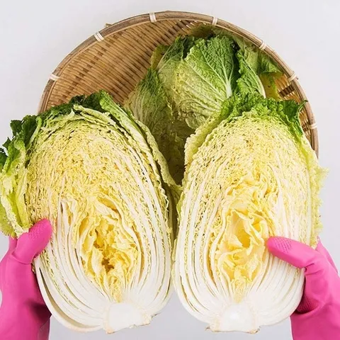 착한식탁 해남 절임배추 20kg [예약배송]