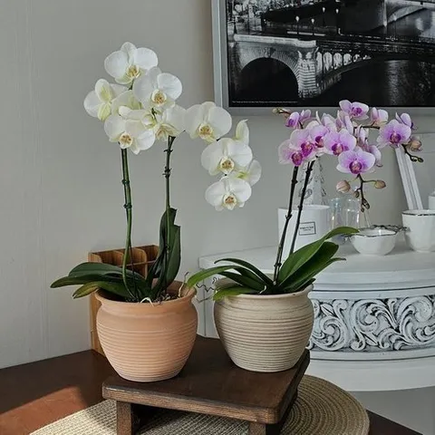 셀러허브 식품 3개셋트 베트남 빈티지 토분 화분 가로줄항아리