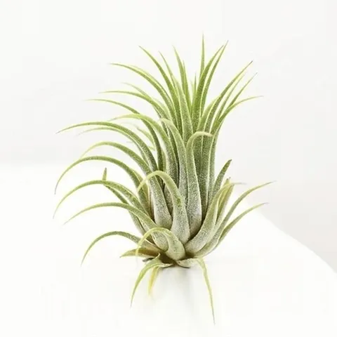 패션플러스 [마이모노샵] [마이모노샵] 공기정화 이오난사 실내공기 인테리어 소품 미니화분 (39150552)