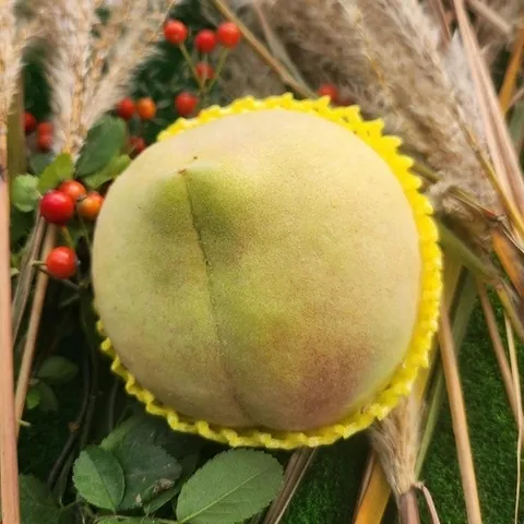 셀러허브 식품 특품 형상홍도 복숭아 1kg 8과내외 미니과 겨울복숭아 눈꽃복숭아 만생종 복숭아 말랑이 복숭아 백도