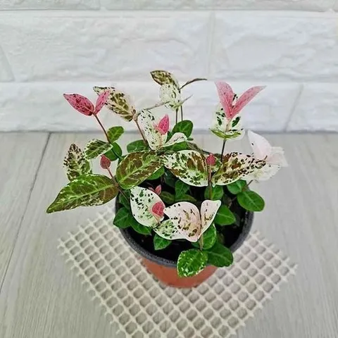 셀러허브 1 [XB81MK1O_56]거실화분 여름야생화