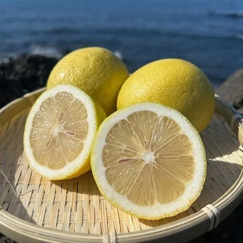 오티마트 제주도 못난이 레몬 2.5kg