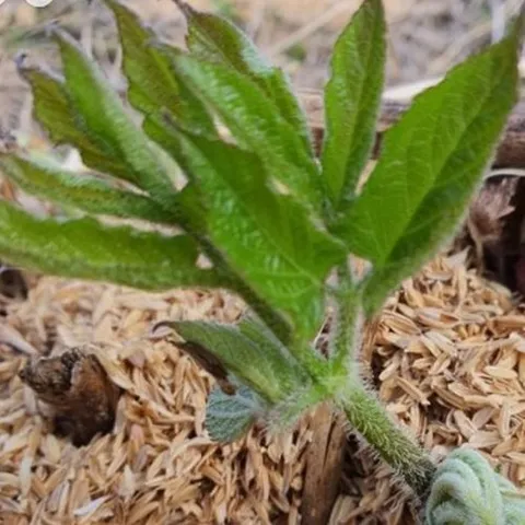 셀러허브 패션 [JHL2O8Q3_51CX]두릅 독활 산야초 종자 품종 씨 씨앗 200립