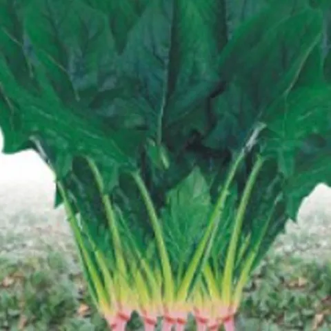 기타 월동시금치 시금치 야채 채소 식물 씨 종자 씨앗 20g_WA877D1