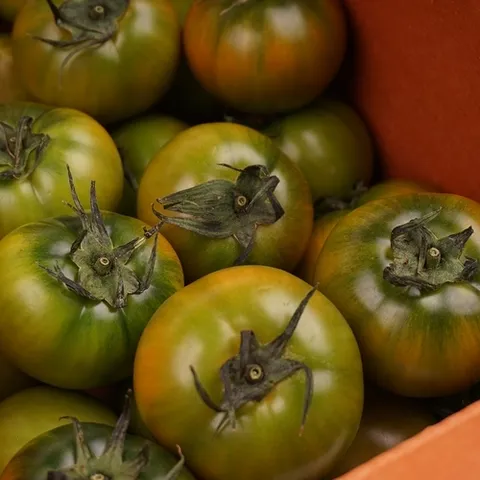 기타 단짠단짠 씹는 식감이 좋은 대저토마토 2.5kg 소과/S-2S/특품