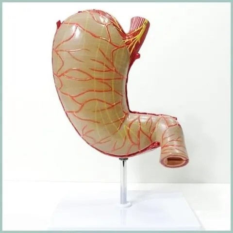 셀러허브 1 인체모형 위 1.5배 확대 내외부 관찰가능 모형 T0081