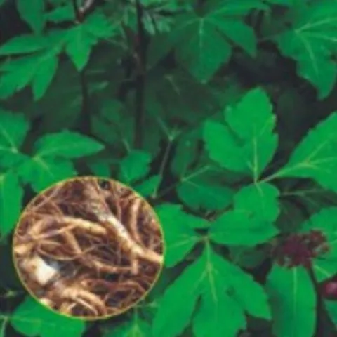 셀러허브 1 [HYD0FJ79_56]씨 작물 당귀품종 품종 채소 종자 200립