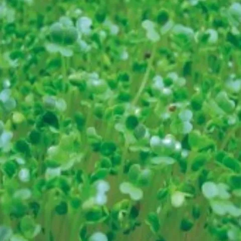 기타 고품질 새싹전용 새싹 비타민채 야채 채소 종자 씨앗 30g 종자판매 종묘사 씨앗판매 채소씨 WFGYM0O