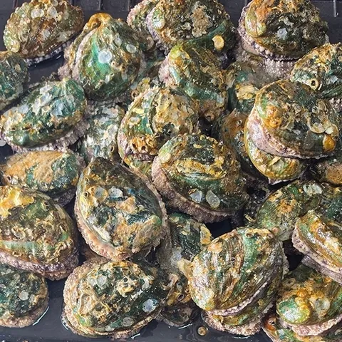 장보리 산소포장 활전복 꼬마 40미 내외 1kg