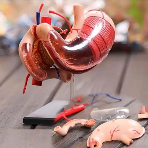 셀러허브 1 의대 교육용 위 관찰 모형 분리 관찰가능 T0033 교보재