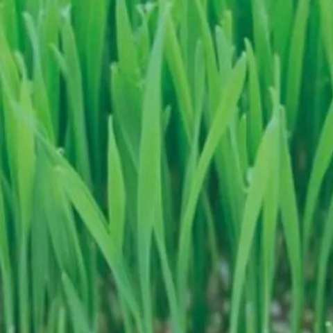 기타 고품질 새싹전용 새싹 밀 야채 채소 종자 씨앗 키우기 30g 종자판매 종묘사 씨앗판매 채소씨 WFGYM3G
