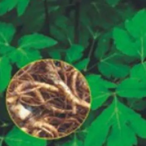 셀러허브 1 [HYE737LN_55]당귀품종 씨 작물 품종 채소 종자 1리터