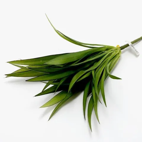 기타 고품질 클로로피텀부쉬X5 클로로피텀 공기정화 실내식물 그린인테리어 실내조경 공기청정 WFOMEUG