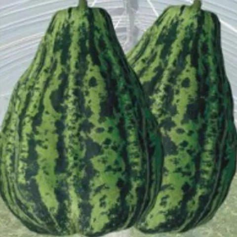 셀러허브 1 [XBF4K61O]개구리 과일 참외 씨 씨앗 발아 종자 품종 50립