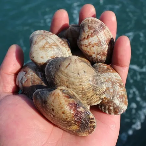 기타 T_[오늘의바다] 남해안 참바지락 1kg