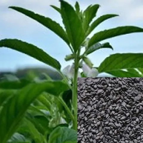 셀러허브 패션 [JHM528QU_51CX]국산 깨 흑임자 구근 검정참깨 꽃씨 1000립