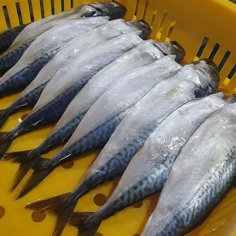 셀러허브 식품 특대짜 부산 간고등어 5미 1.5kg 내외 다대포고등어 참고등어 부산 자반고등어 냉동고 (48074692)