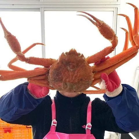 셀러허브 식품 생물 러시아 박달 대게 3kg 2-4미 특품 러시아 활대게 러시아산대게 마가단 대게 킹크랩 수입대게