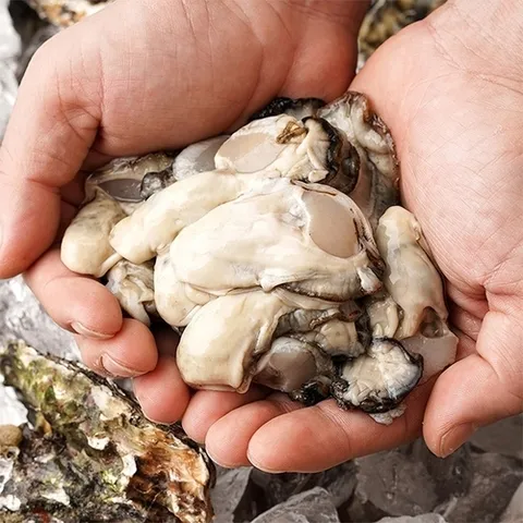 자연맛남 [산지직송] 국내산 신선한 통영 햇 생굴 1kg 초장증정