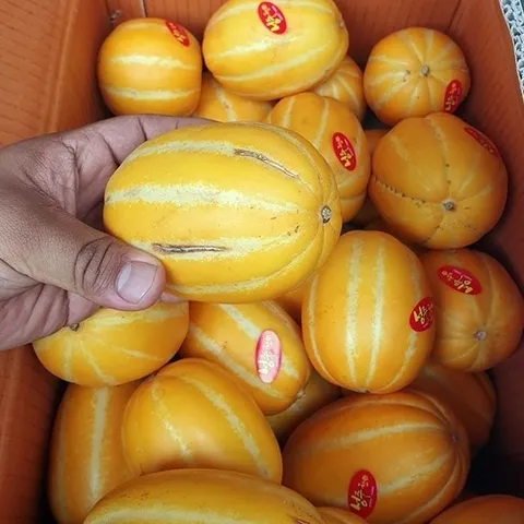 셀러허브 식품 못난이 성주 참외 3kg 랜덤 성주 못난이참외 성주 꿀참외 봄참외 맛있는참외 하우스참 (46563946)