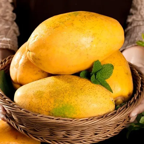 기타 [국내최초 재배 성공] 1프로 귀족 스위탄 품종 파파야 선물세트L (3과)