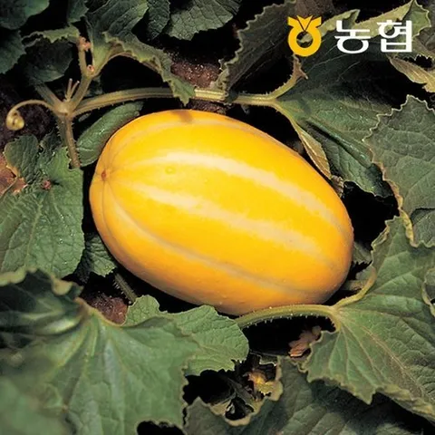 자연맛남 농협선별 꿀당도 성주 참외 10kg (31-40과)