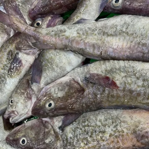 오티마트 손질 생대구 매운탕 (손질 대구 500g 내외 + 매운탕소스 2팩)