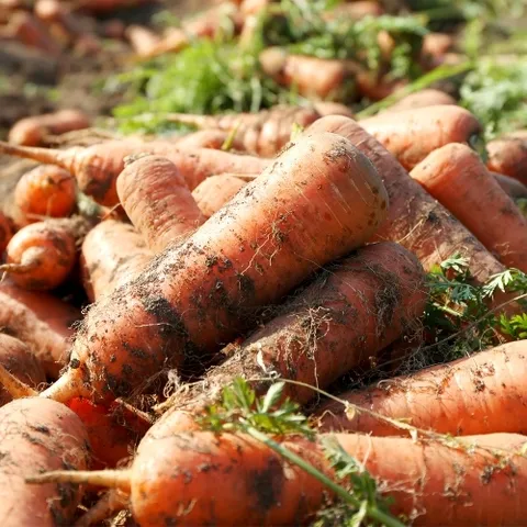 [절과당]제철맞아 당도높은 제주구좌 햇 흙당근 3kg(중)