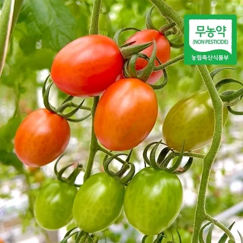 절과당 [당일수확/무농약] 전남 함평 자연수정 노나리 대추방울토마토 2kg