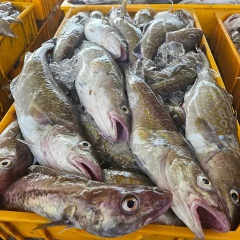 셀러허브 식품 국내산 급냉 대구 2kg 2-4미 냉동 대구 생선 대구 물고기 통대구 제철생선 흰살생선 대구탕 대구 매운탕