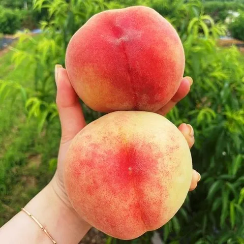 셀러허브 식품 영천 청도 딱딱이 복숭아 3kg 15-18과 중소과 백도 복숭아 딱 딱복 숭아 딱딱한복숭아 (51137132)