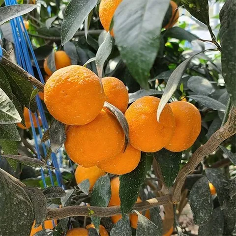 자연맛남 제주 서귀포 카라향 1.7kg (7-15과내외)