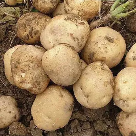 기타 삼삼한 맛있는 햇 감자 조림용 알감자 중(50~70g) 5kg