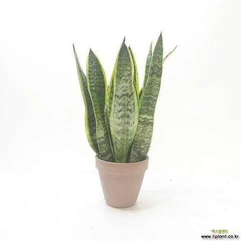 셀러허브 1 [XB8069KO_55]거실화분 집들이선물