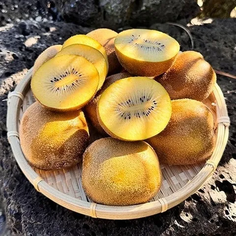 셀러허브 식품 제주 골드 키위 2kg 14-18과 특대과 제주키위 제주 하트 골드 키위 한박스 감황키위 제주도키위 제주참다래