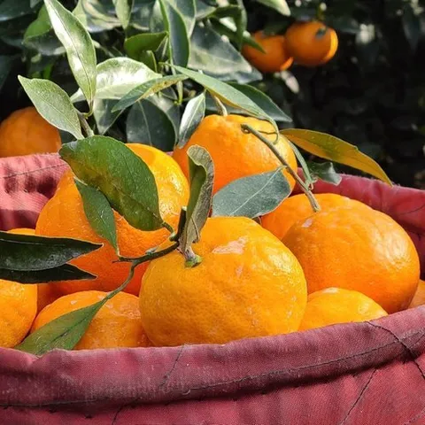 사계절을그대로담은 달콤한 제주 가정용 카라향 4.5kg