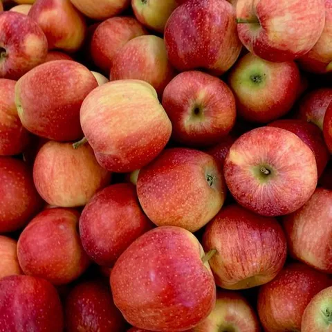 오티마트 국내산 빨간 홍로 빨간사과(소과)1.5kg