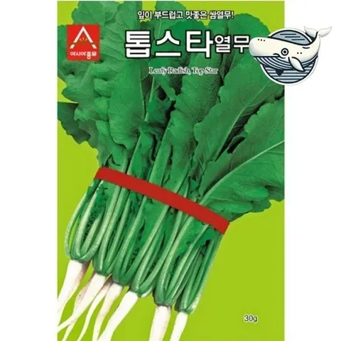 기타 고품질 신선한 톱스타 열무씨앗 다채로운 샐러드 무종자 가지 종자 종묘 모종 WFGZMNF