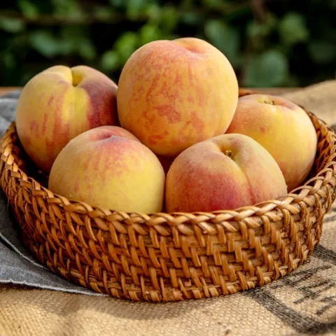 [6월25일부터 순차출고]예천 황도 복숭아 2.5kg(12과내, 중과)