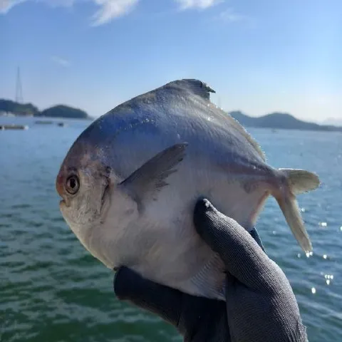 손질병어 횟감 400g